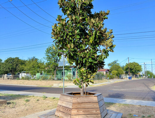 Armando Cisneros Park Planted Tree