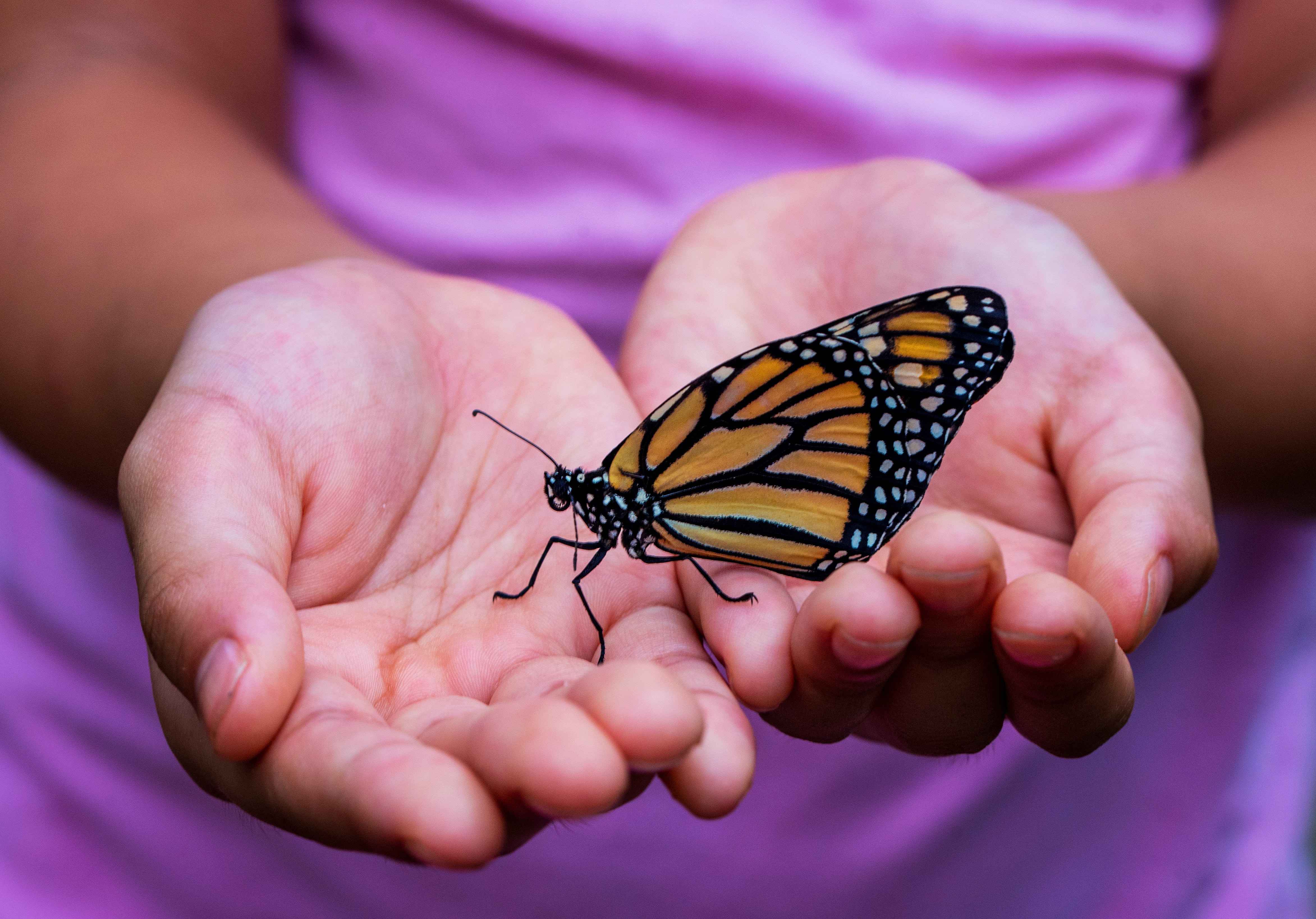 Child holding a butterfly